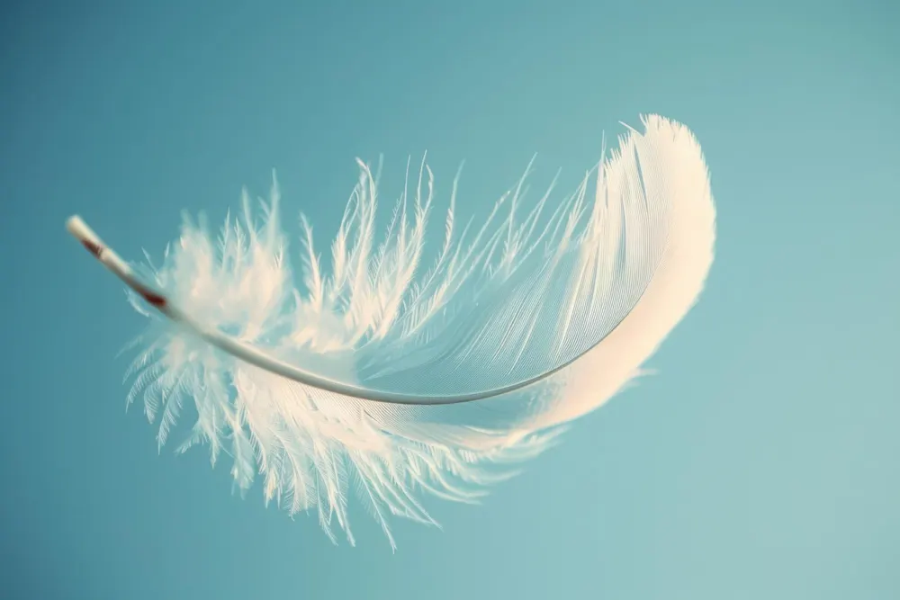 <p>A single white feather with a blue background.</p>